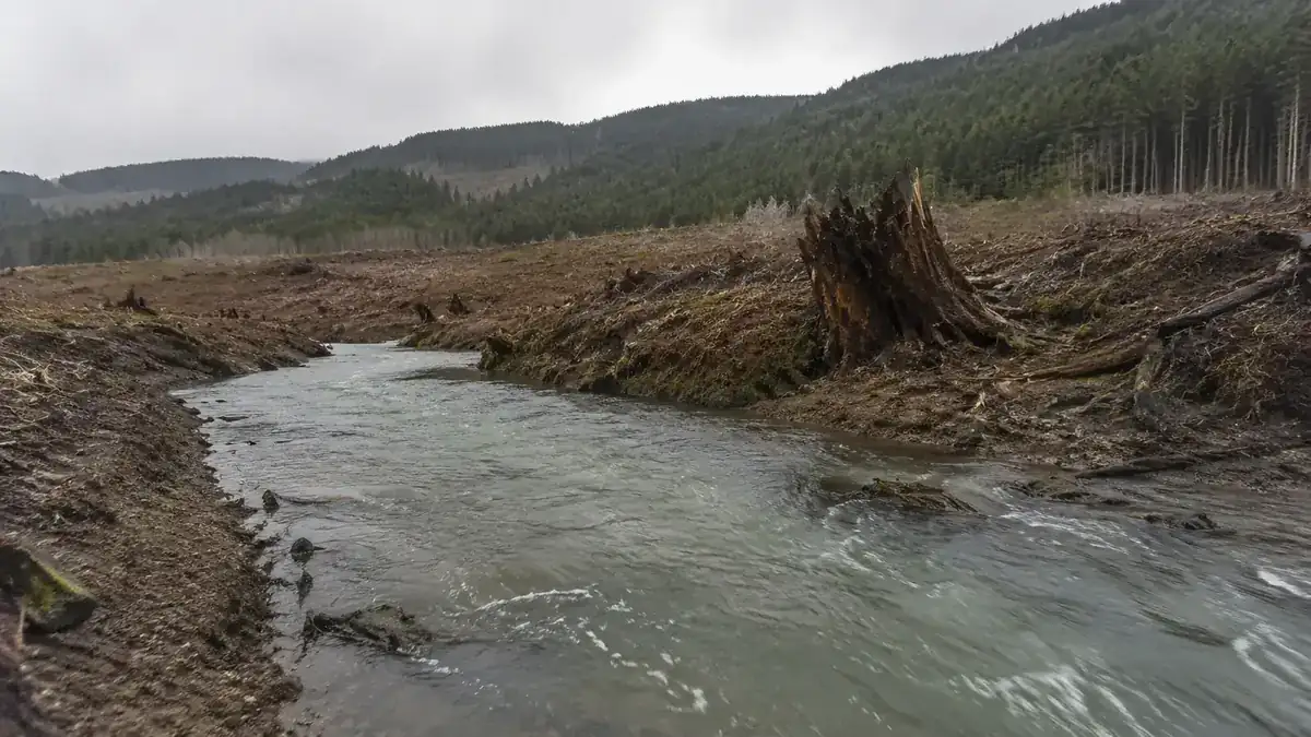 A murky creek flowing through a logged clear-cut area with sediment visible in the water